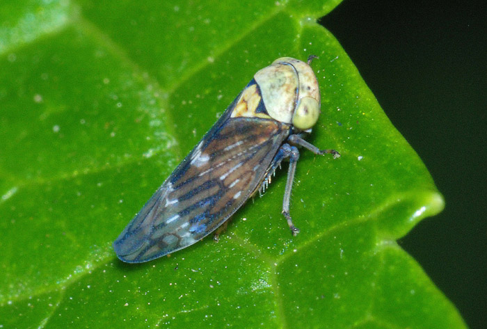 Cicadellidae : Acericerus ribauti e Idiocerus vicinus (cfr.)